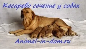 Кесарів розтин у собак, лікування домашніх тварин (собак) Кесарів розтин у собак, лікування домашніх тварин