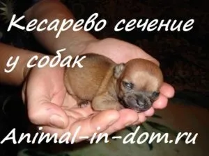 Кесарів розтин у собак, лікування домашніх тварин (великий плід) Кесарів розтин у собак, лікування домашніх тварин