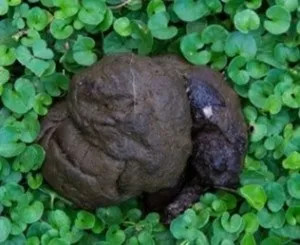 До чого сниться говно