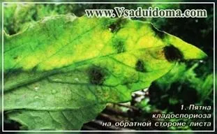 Кладоспоріоз помідорів або бура плямистість - стійкі сорти і боротьба, сайт про сад, дачі і (стійкі) Кладоспоріоз помідорів або бура плямистість - стійкі сорти і боротьба, сайт про сад, дачі і