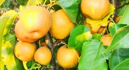 Китайська груша опис і різновиди сортів, користь, шкода, фото, відгуки (шкода) Китайська груша опис і різновиди сортів, користь, шкода, фото, відгуки