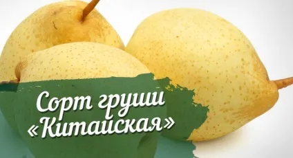 Китайська груша опис і різновиди сортів, користь, шкода, фото, відгуки (сортів) Китайська груша опис і різновиди сортів, користь, шкода, фото, відгуки