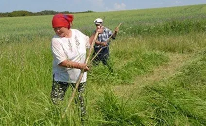 До чого сниться зелена трава бачити її уві сні або косити (зелена) До чого сниться зелена трава бачити її уві сні або косити