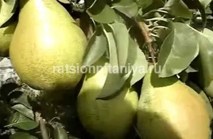 Китайська груша користь і шкода (користь) Китайська груша користь і шкода