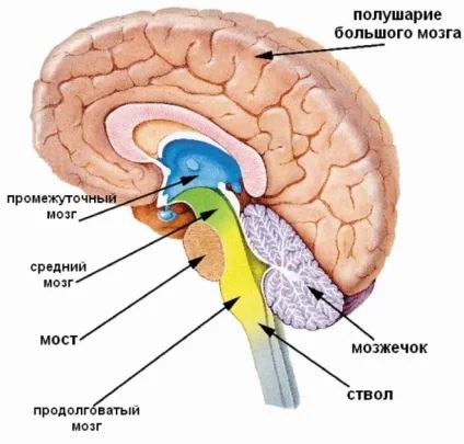 Кіста мозочка головного мозку і її особливості (мозочка) Кіста мозочка головного мозку і її особливості