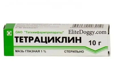 Ячмінь на оці у цуценяти йорка, шпіца, чихуахуа (запалення) Ячмінь на оці у цуценяти йорка, шпіца, чихуахуа