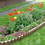 Коли і як сіяти чорнобривці на розсаду