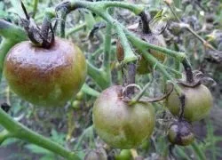 Коли потрібно обробляти помідори від фітофтори