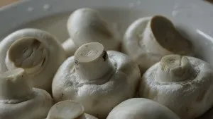 Коли збирати печериці