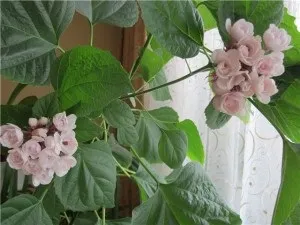 Клеродендрум догляд в домашніх умовах, розмноження і пересадка, хвороби (умовах) Клеродендрум догляд в домашніх умовах, розмноження і пересадка, хвороби