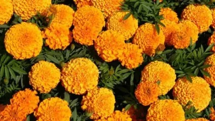 Коли і як сіяти чорнобривці на розсаду