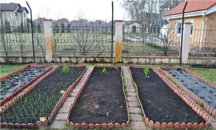 Коли прибирати зимовий (озимий) лук