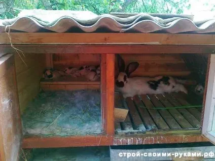 Клітка для кроликів своїми руками (кроликів) Клітка для кроликів своїми руками