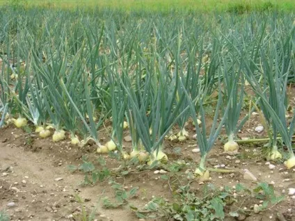 Коли прибирати зимовий (озимий) лук