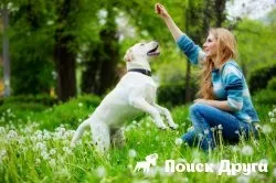 Концентрація уваги у собаки на господаря, на вулиці - як поліпшити (концентрація) Концентрація уваги у собаки на господаря, на вулиці - як поліпшити