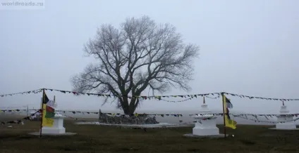 Коні вітру, дороги світу