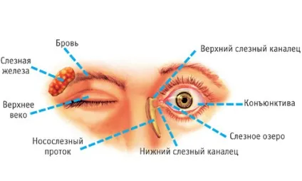 кон'юнктивальний мішок