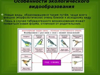 Конспект і презентація - видоутворення - біологія, уроки (видоутворення) Конспект і презентація - видоутворення - біологія, уроки