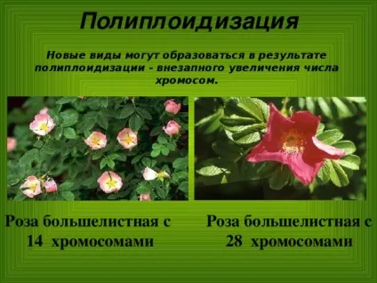 Конспект і презентація - видоутворення - біологія, уроки (біологія уроки конспект і презентація & quot; видоутворення & quot;) Конспект і презентація - видоутворення - біологія, уроки