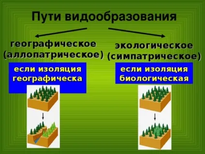 Конспект і презентація - видоутворення - біологія, уроки (видоутворення) Конспект і презентація - видоутворення - біологія, уроки