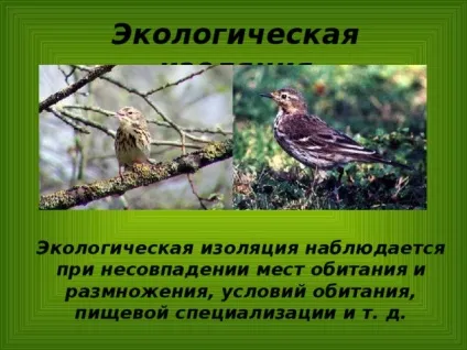 Конспект і презентація - видоутворення - біологія, уроки (видоутворення) Конспект і презентація - видоутворення - біологія, уроки