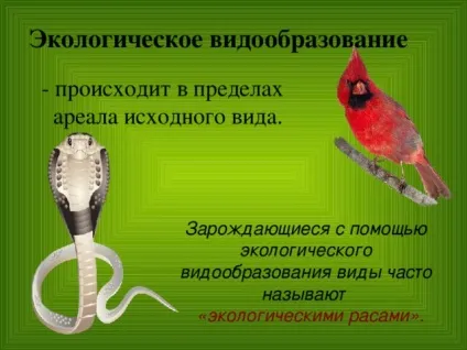 Конспект і презентація - видоутворення - біологія, уроки (видоутворення) Конспект і презентація - видоутворення - біологія, уроки