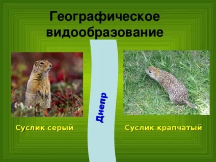 Конспект і презентація - видоутворення - біологія, уроки (видоутворення) Конспект і презентація - видоутворення - біологія, уроки