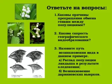 Конспект і презентація - видоутворення - біологія, уроки (видоутворення) Конспект і презентація - видоутворення - біологія, уроки