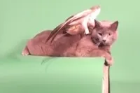 Коти сприймають людей як великих котів - британські вчені, природа, суспільство, аргументи і факти (котів) Коти сприймають людей як великих котів - британські вчені, природа, суспільство, аргументи і факти