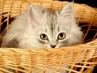 Коти сприймають людей як великих котів - британські вчені, природа, суспільство, аргументи і факти (коти) Коти сприймають людей як великих котів - британські вчені, природа, суспільство, аргументи і факти