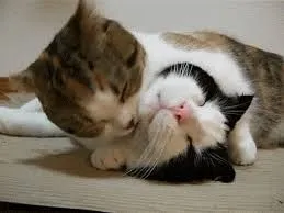 Кішка просить кота після в'язки, рудий кіт (кота) Кішка просить кота після в'язки, рудий кіт