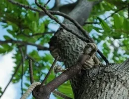 Ковані кішки для вашого колодязя, купити ковану кішку ціна (ковані кішка ціна) Ковані кішки для вашого колодязя, купити ковану кішку ціна