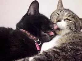 Кішка просить кота
