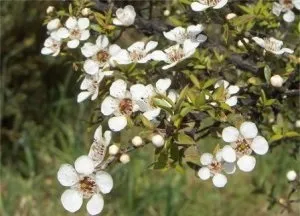Косметичне масло чайного дерева для особи (дерева) Косметичне масло чайного дерева для особи