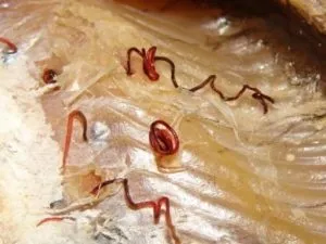 Котяча двуустка симптоми у людини, лікування, препарати (фото)