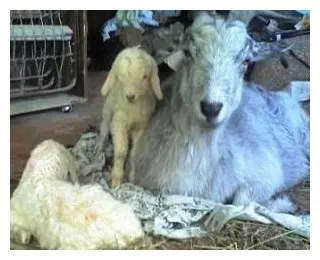Коза після окоту - agrodelo