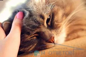 Короста у кішки - відповіді і поради на твої питання (обов'язково) Короста у кішки - відповіді і поради на твої питання