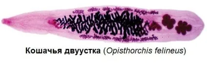 Котяча двуустка симптоми у людини, лікування, препарати (фото)