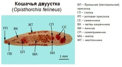 Котяча двуустка (сисун) будова, поширення, симптоми і лікування