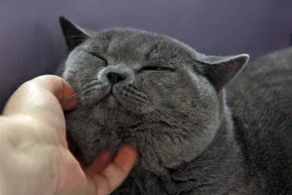 Коти сприймають людей як великих котів - британські вчені, природа, суспільство, аргументи і факти (десятиліттями вивчав історію поведінку) Коти сприймають людей як великих котів - британські вчені, природа, суспільство, аргументи і факти