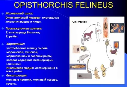 Котяча двуустка (сисун) будова, поширення, симптоми і лікування
