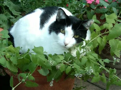 Котяча м'ята фото, опис, для чого вона потрібна (котяча м'ята: користь чи шкода?) Котяча м'ята фото, опис, для чого вона потрібна