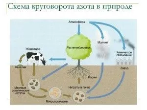 Кругообіг речовин в біосфері вуглецю, азоту, води, кисню, фосфору, сірки (круговорот) Кругообіг речовин в біосфері вуглецю, азоту, води, кисню, фосфору, сірки