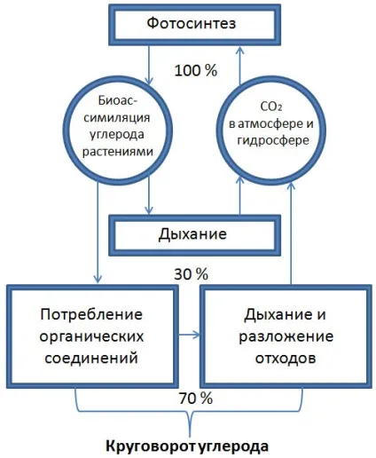 кругообіг вуглецю