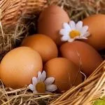 Кури корниш зміст, розведення і продуктивність породи (кури) Кури корниш зміст, розведення і продуктивність породи