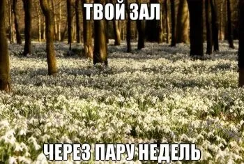 Хто такі проліски в спортзалі термінологія качалки (спорт) Хто такі проліски в спортзалі термінологія гойдалки