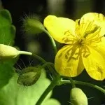 Лікувальне харчування при псоріазі, меню, корисні і заборонені продукти (лікувальний) Лікувальне харчування при псоріазі, меню, корисні і заборонені продукти