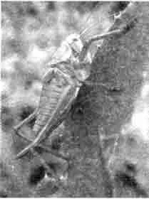 Коник співочий (tettigonia cardans)