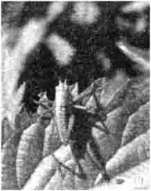 Коник співочий (tettigonia cardans)