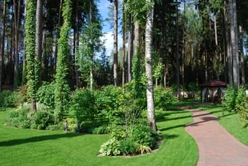 Ландшафтний дизайн на лісових ділянках (дизайн) Ландшафтний дизайн на лісових ділянках